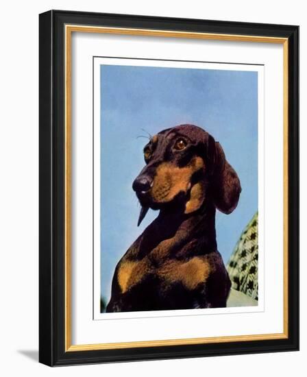 "Dachshund,"May 14, 1938-Ivan Dmitri-Framed Giclee Print