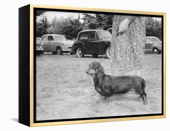 Dachshund on a Leash in Australia, Ca. 1955.-Kirn Vintage Stock-Framed Premier Image Canvas