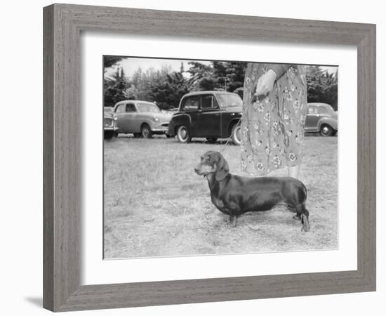 Dachshund on a Leash in Australia, Ca. 1955.-Kirn Vintage Stock-Framed Photographic Print