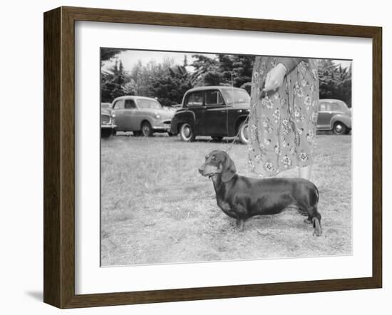 Dachshund on a Leash in Australia, Ca. 1955.-Kirn Vintage Stock-Framed Photographic Print