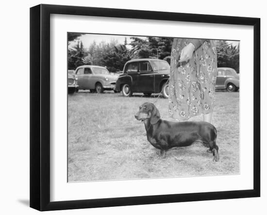 Dachshund on a Leash in Australia, Ca. 1955.-Kirn Vintage Stock-Framed Photographic Print