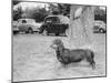 Dachshund on a Leash in Australia, Ca. 1955.-Kirn Vintage Stock-Mounted Photographic Print