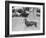 Dachshund on a Leash in Australia, Ca. 1955.-Kirn Vintage Stock-Framed Photographic Print