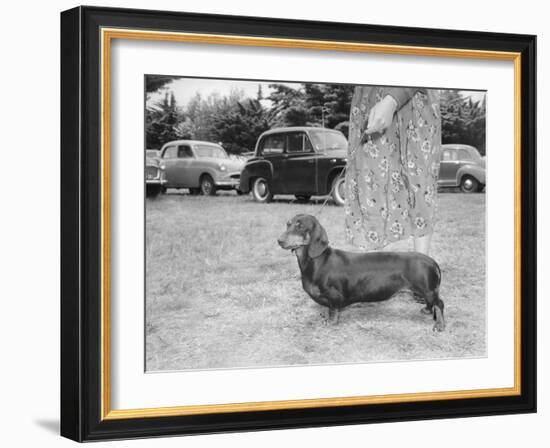 Dachshund on a Leash in Australia, Ca. 1955.-Kirn Vintage Stock-Framed Photographic Print