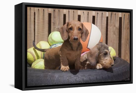 Dachshund puppies-Zandria Muench Beraldo-Framed Premier Image Canvas