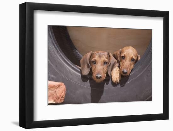 Dachshund puppies-Zandria Muench Beraldo-Framed Photographic Print