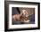 Dachshund puppy portrait-Zandria Muench Beraldo-Framed Photographic Print