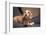 Dachshund puppy portrait-Zandria Muench Beraldo-Framed Photographic Print