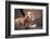 Dachshund puppy portrait-Zandria Muench Beraldo-Framed Photographic Print