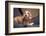 Dachshund puppy portrait-Zandria Muench Beraldo-Framed Photographic Print