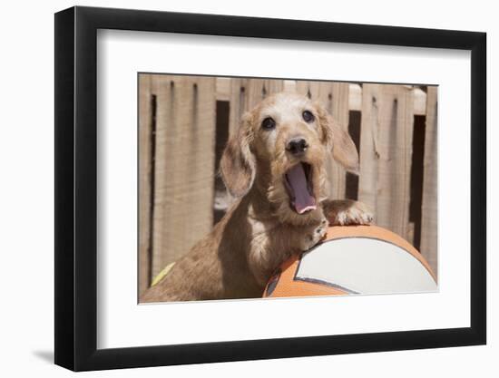 Dachshund puppy with basketball-Zandria Muench Beraldo-Framed Photographic Print