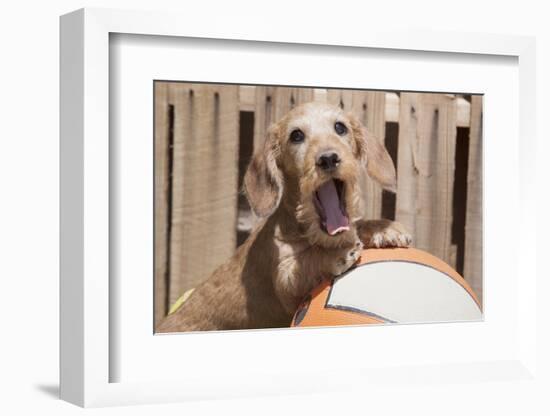 Dachshund puppy with basketball-Zandria Muench Beraldo-Framed Photographic Print