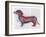 Dachshund Rainbow Splash 1-Fab Funky-Framed Art Print