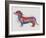 Dachshund Rainbow Splash 1-Fab Funky-Framed Art Print