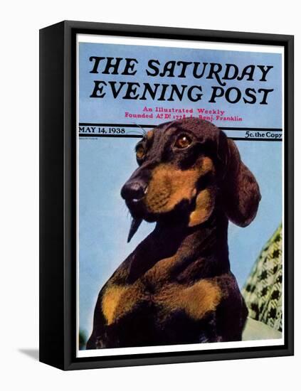 "Dachshund," Saturday Evening Post Cover, May 14, 1938-Ivan Dmitri-Framed Premier Image Canvas