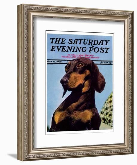 "Dachshund," Saturday Evening Post Cover, May 14, 1938-Ivan Dmitri-Framed Giclee Print