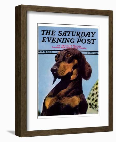 "Dachshund," Saturday Evening Post Cover, May 14, 1938-Ivan Dmitri-Framed Giclee Print