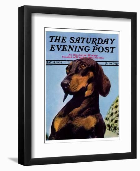 "Dachshund," Saturday Evening Post Cover, May 14, 1938-Ivan Dmitri-Framed Giclee Print