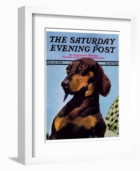 "Dachshund," Saturday Evening Post Cover, May 14, 1938-Ivan Dmitri-Framed Giclee Print