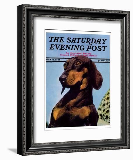 "Dachshund," Saturday Evening Post Cover, May 14, 1938-Ivan Dmitri-Framed Giclee Print