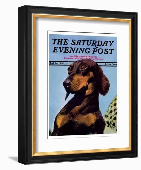 "Dachshund," Saturday Evening Post Cover, May 14, 1938-Ivan Dmitri-Framed Giclee Print