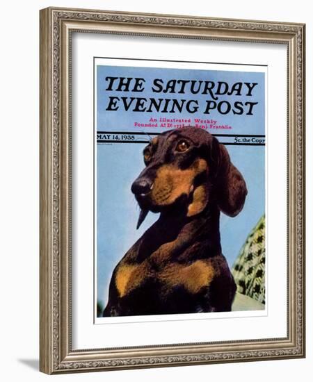 "Dachshund," Saturday Evening Post Cover, May 14, 1938-Ivan Dmitri-Framed Giclee Print