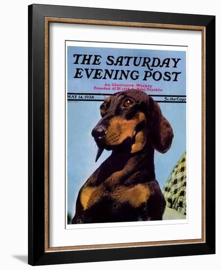 "Dachshund," Saturday Evening Post Cover, May 14, 1938-Ivan Dmitri-Framed Giclee Print