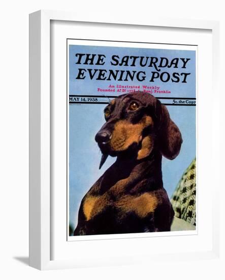 "Dachshund," Saturday Evening Post Cover, May 14, 1938-Ivan Dmitri-Framed Giclee Print