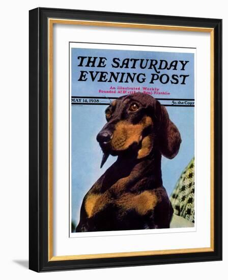 "Dachshund," Saturday Evening Post Cover, May 14, 1938-Ivan Dmitri-Framed Giclee Print