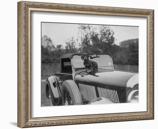 Dachshund sitting on the bonnet of Charles Mortimers Bentley, c1930s-Bill Brunell-Framed Photographic Print