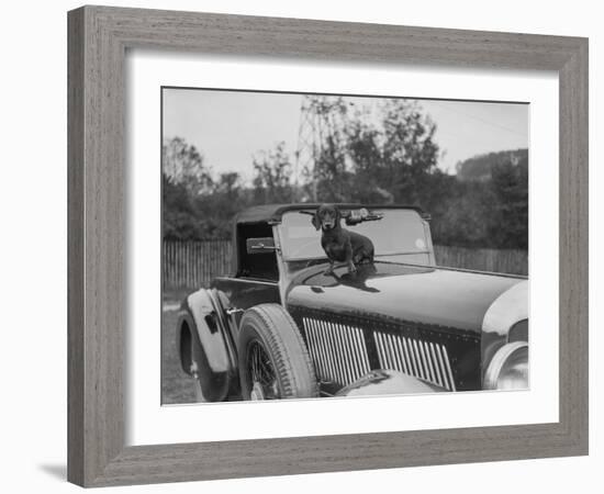 Dachshund sitting on the bonnet of Charles Mortimers Bentley, c1930s-Bill Brunell-Framed Photographic Print