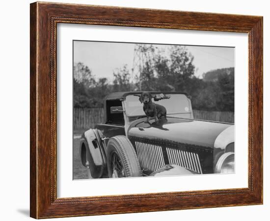 Dachshund sitting on the bonnet of Charles Mortimers Bentley, c1930s-Bill Brunell-Framed Photographic Print