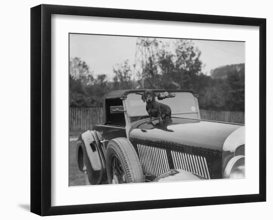 Dachshund sitting on the bonnet of Charles Mortimers Bentley, c1930s-Bill Brunell-Framed Photographic Print