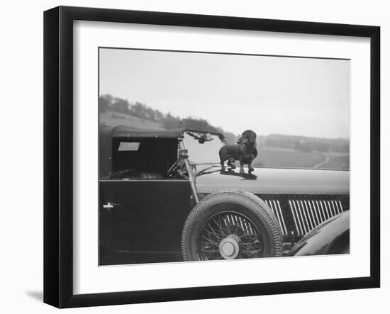 Dachshund standing on the bonnet of Charles Mortimers Bentley, c1930s-Bill Brunell-Framed Photographic Print