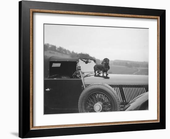 Dachshund standing on the bonnet of Charles Mortimers Bentley, c1930s-Bill Brunell-Framed Photographic Print