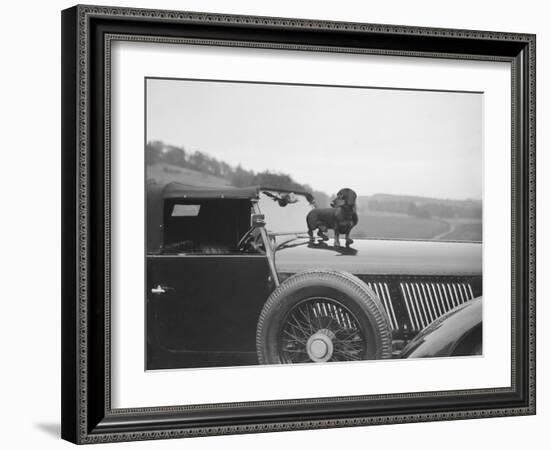 Dachshund standing on the bonnet of Charles Mortimers Bentley, c1930s-Bill Brunell-Framed Photographic Print