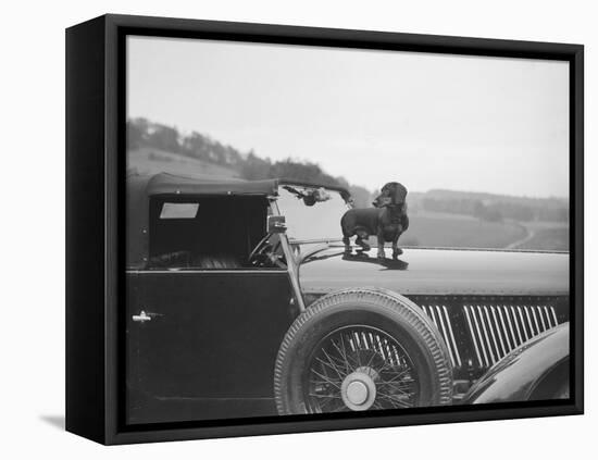 Dachshund standing on the bonnet of Charles Mortimers Bentley, c1930s-Bill Brunell-Framed Premier Image Canvas