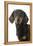 Dachshund, Teckel Smooth-Haired Black and Tan-null-Framed Premier Image Canvas