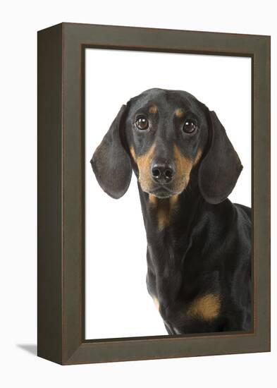 Dachshund, Teckel Smooth-Haired Black and Tan-null-Framed Premier Image Canvas