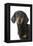 Dachshund, Teckel Smooth-Haired Black and Tan-null-Framed Premier Image Canvas