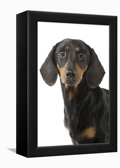 Dachshund, Teckel Smooth-Haired Black and Tan-null-Framed Premier Image Canvas