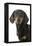 Dachshund, Teckel Smooth-Haired Black and Tan-null-Framed Premier Image Canvas