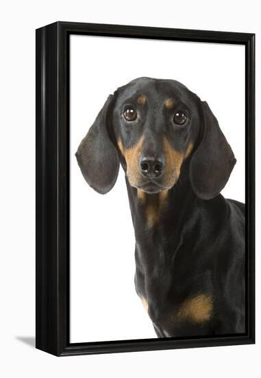 Dachshund, Teckel Smooth-Haired Black and Tan-null-Framed Premier Image Canvas