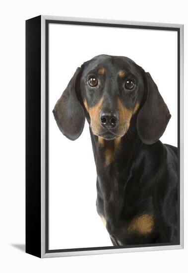 Dachshund, Teckel Smooth-Haired Black and Tan-null-Framed Premier Image Canvas