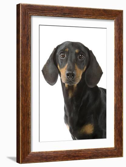 Dachshund, Teckel Smooth-Haired Black and Tan-null-Framed Photographic Print