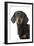 Dachshund, Teckel Smooth-Haired Black and Tan-null-Framed Photographic Print