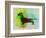 Dachshund Watercolor-NaxArt-Framed Art Print