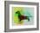 Dachshund Watercolor-NaxArt-Framed Art Print