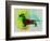 Dachshund Watercolor-NaxArt-Framed Art Print