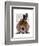 Dachshund with Top Hat and Goggles-Fab Funky-Framed Art Print